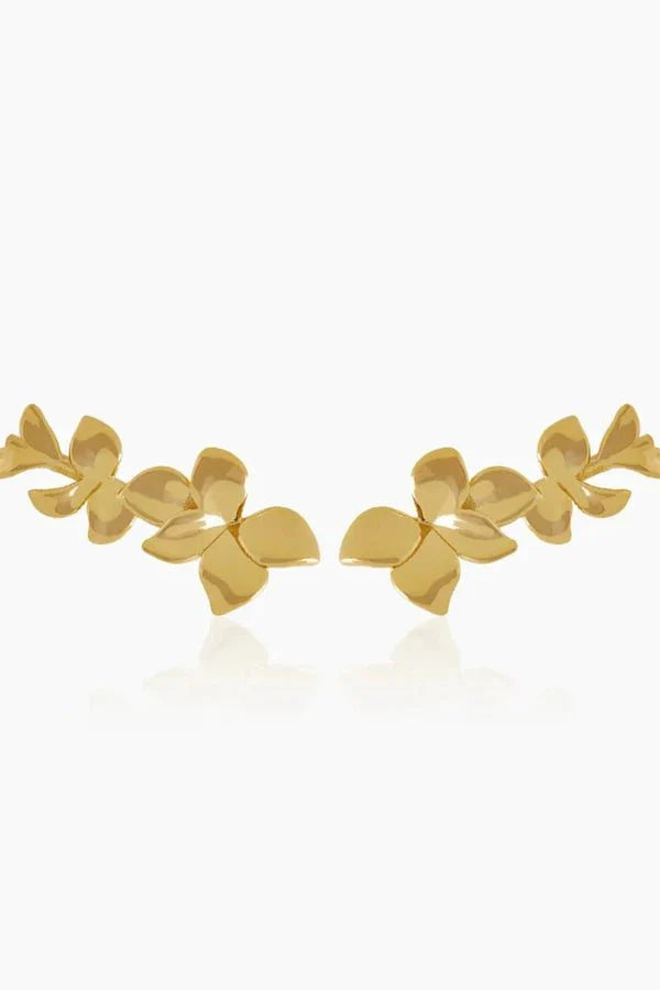 Orchid Gold